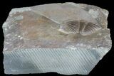 Ogyginus Trilobite Tail - Classic British Trilobite #75916-1